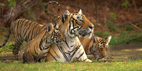 Rajasthan Tiger reserve