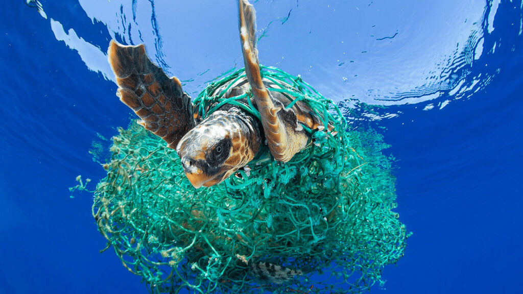 Turtle caught in a fishing net