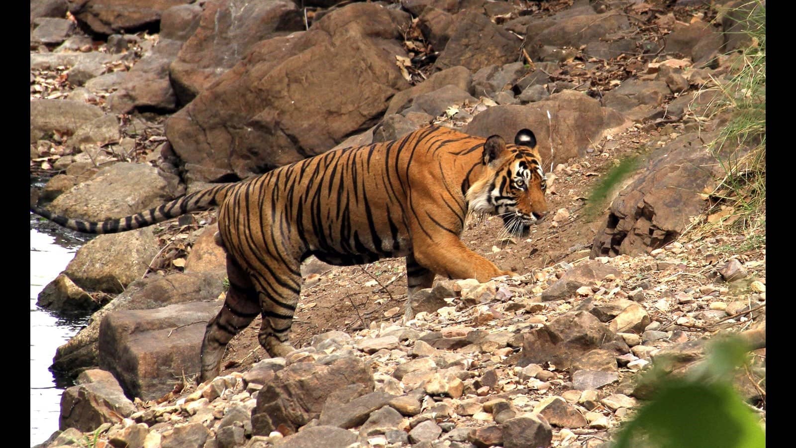 Rajasthan Tiger reserve