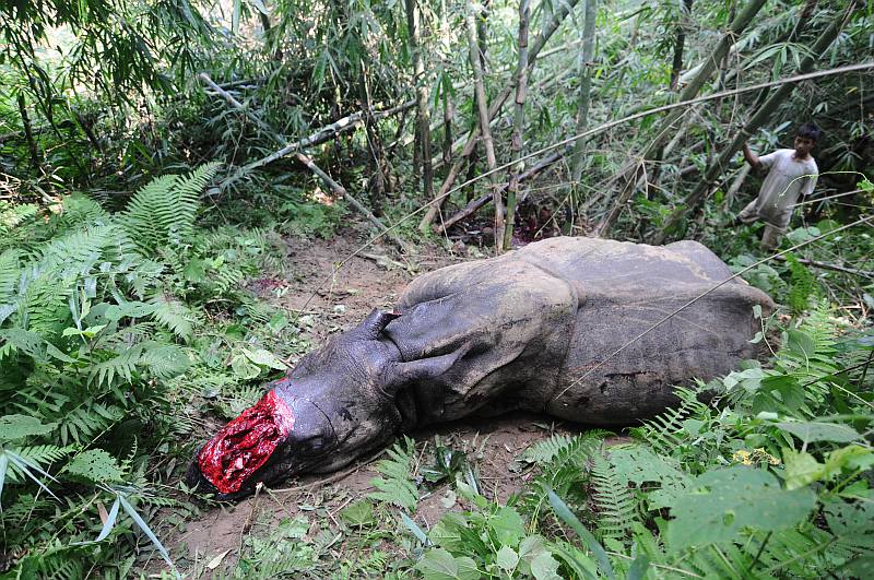 Assam Rhino dead for horn