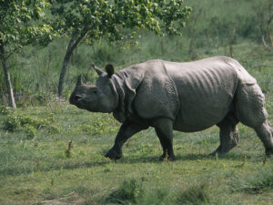 Assam greater one horned rhino