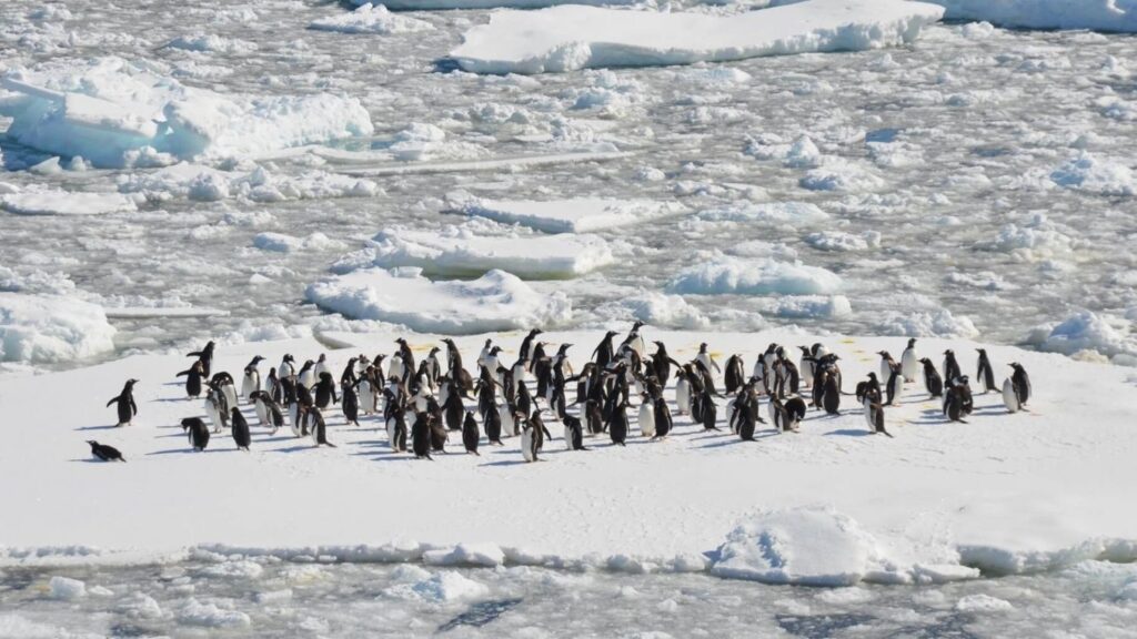 Melting glaciers due to global warming