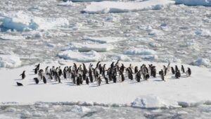 Melting glaciers due to global warming