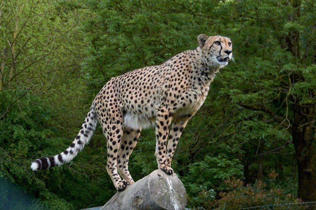 Project Cheetah