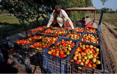 Agricultural Productivity and Inflation