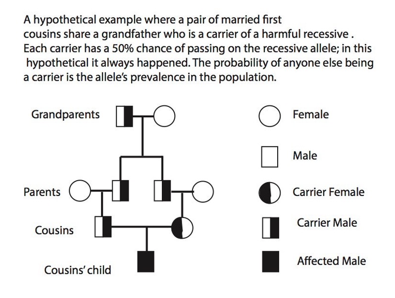 Cousin Marriages